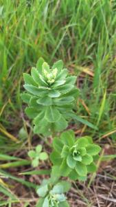 Herbe de saint Jean