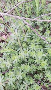 <i>Galium album/mollugo</i>
