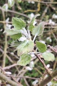 Peuplier blanc