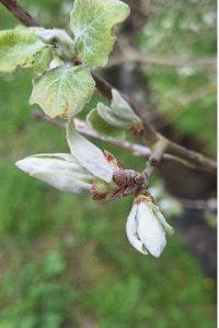 Peuplier blanc