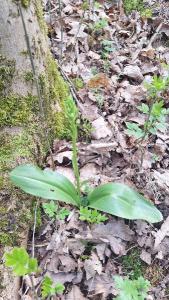 Orchis verdâtre
