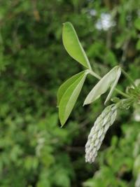 <i>Cytisus</i>
