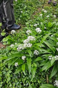 Ail des ours