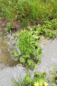 Ranunculus sceleratus