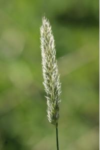 <i>Alopecurus pratensis</i>