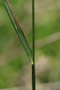 <i>Alopecurus pratensis</i>