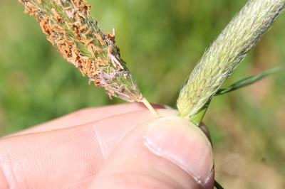 <i>Alopecurus pratensis</i>