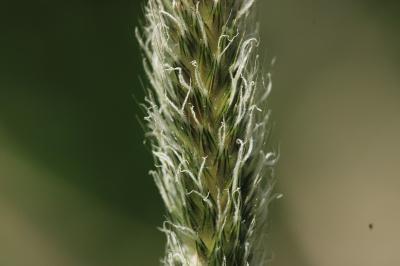 <i>Alopecurus pratensis</i>
