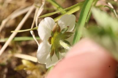 <i>Fragaria vesca</i>
