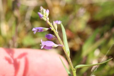 <i>Polygala vulgaris</i>