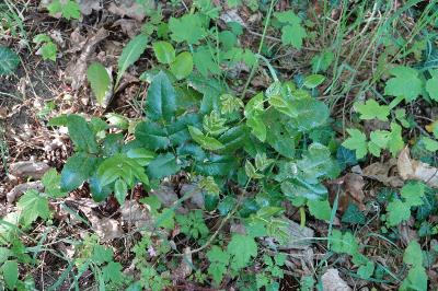 <i>Berberis aquifolium</i>