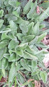 <i>Betonica officinalis</i>