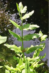 <i>Helosciadium nodiflorum</i>