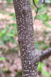 <i>Frangula alnus</i>