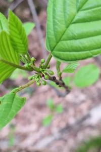 <i>Frangula alnus</i>