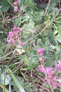 <i>Geranium macrorrhizum</i>