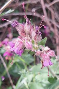 <i>Geranium macrorrhizum</i>