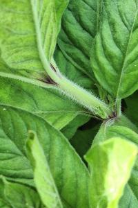 <i>Lysimachia punctata</i>