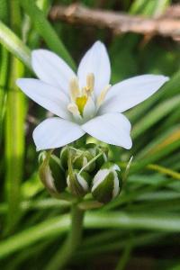 <i>Ornithogalum umbellatum</i>