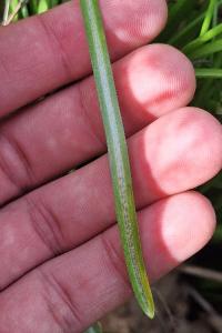 <i>Ornithogalum umbellatum</i>