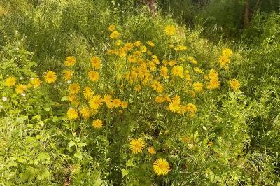 <i>Doronicum plantagineum</i>