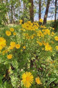 <i>Doronicum plantagineum</i>