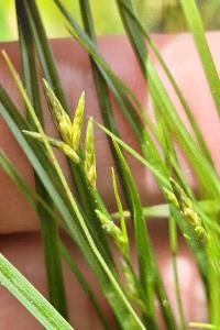 <i>Carex remota</i>
