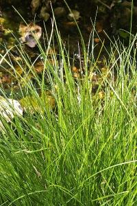 <i>Carex remota</i>