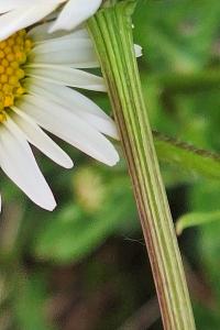 <i>Leucanthemum vulgare</i>