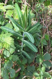 <i>Euphorbia lathyris</i>