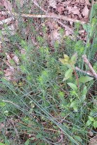 <i>Galium verum</i>