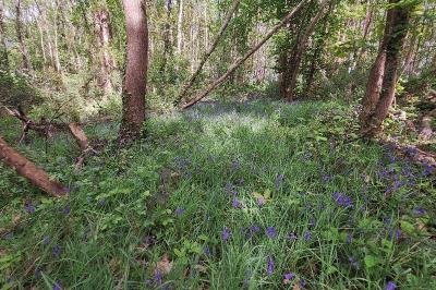 <i>Hyacinthoides non-scripta</i>