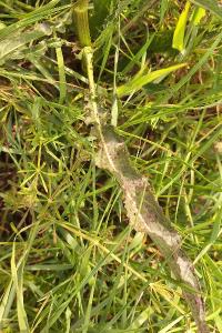 <i>Rumex crispus</i>