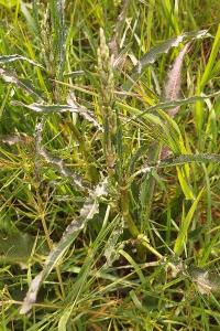 <i>Rumex crispus</i>