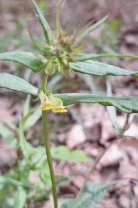 <i>Melampyrum pratense</i>