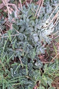<i>Hylotelephium telephium</i>