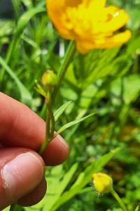 <i>Ranunculus repens</i>
