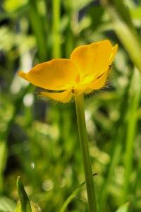 <i>Ranunculus repens</i>