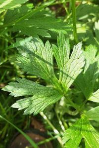 <i>Ranunculus repens</i>