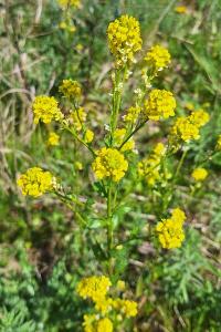 <i>Barbarea vulgaris</i>