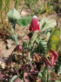 <i>Trifolium incarnatum</i>