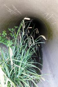 <i>Carex pendula</i>