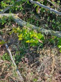 <i>Berberis aquifolium</i>