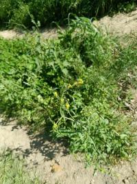 Herbe aux chantres