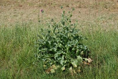 <i>Silybum marianum</i>