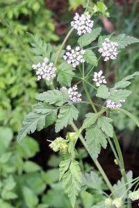 Chérophylle penché
