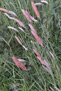 Vulpin des prés