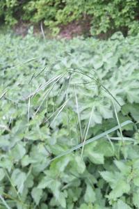 Brome stérile