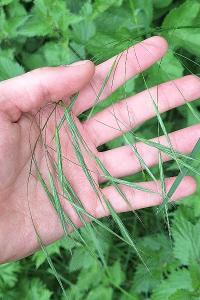 Brome stérile