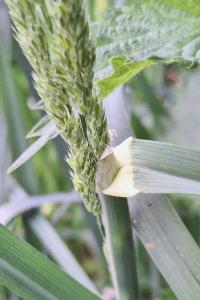 Dactyle aggloméré